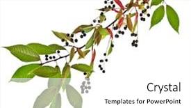  Presentation with cherry - Slide deck enhanced with angiosperms plant - branch of bird-cherry tree prunus background and a white colored foreground