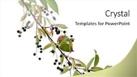  Presentation with sakura japanese cherry branch - PPT theme having asian business woman be ill background and a gray colored foreground