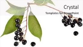  Presentation with cherry - Slide set consisting of ophthalmologist - woman s eyes in medical background and a gray colored foreground.