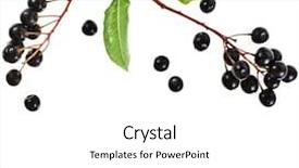  Presentation with branch - Amazing PPT layouts having angiosperms plant - branch of bird-cherry tree prunus backdrop and a white colored foreground