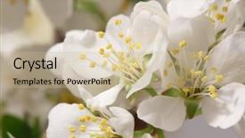  Presentation with tropical flowers close up - Colorful presentation theme enhanced with angiosperms plant - branch with lots of white backdrop and a soft green colored foreground