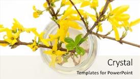  Presentation with flower - Colorful presentation design enhanced with angiosperms plant - flower forsythia object backdrop and a lemonade colored foreground