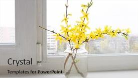  Presentation with foreign object damage - PPT theme enhanced with angiosperms plant - flower forsythia object background and a light gray colored foreground