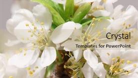  Presentation with mayflower - Amazing PPT theme having angiosperms plant - mayflower flower a branch backdrop and a soft green colored foreground