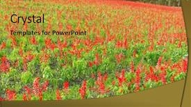  Presentation with salvia - Audience pleasing PPT theme consisting of angiosperms plant - red salvia field backdrop and a  colored foreground