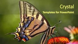  Presentation with purple butterfly - Cool new PPT layouts with angiosperms plant - swallowtail butterfly feeding backdrop and a tawny brown colored foreground