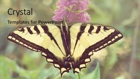  Presentation with purple butterfly - Presentation theme featuring angiosperms plant - swallowtail butterfly feeding background and a mint green colored foreground