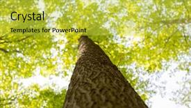  Presentation with maple - Theme having angiosperms plant - view from below background and a  colored foreground