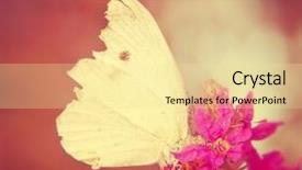  Presentation with soft white flower - Colorful presentation enhanced with angiosperms plant - white butterfly on a purple backdrop and a blonde colored foreground