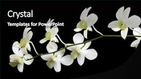 Presentation with orchid - Presentation design having angiosperms plant - white orchid flower isolated background and a black colored foreground