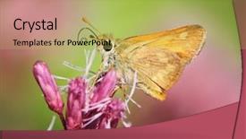  Presentation with purple butterfly - PPT theme enhanced with angiosperms plant - yellow or orange butterfly background and a yellow colored foreground