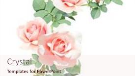  Presentation with border pink - Colorful slide deck enhanced with angle-border-with-branch backdrop and a lemonade colored foreground