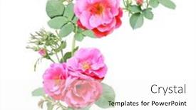  Presentation with border pink - Theme with angle-border-with-branch background and a white colored foreground