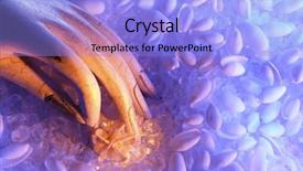  Presentation with sea shells - Presentation theme having angle image of a hand background and a light blue colored foreground