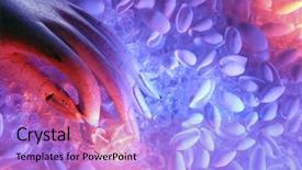  Presentation with sea shells - Slides featuring angle image of a hand background and a light blue colored foreground