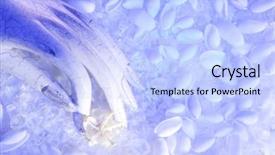  Presentation with sea shells - Presentation theme having angle image of a hand background and a light blue colored foreground