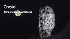  Presentation with branch - Colorful theme enhanced with angle moon - owl on branch backdrop and a  colored foreground