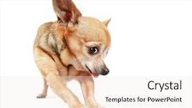  Presentation with tongue - Theme with angle photo of a goofy background and a white colored foreground