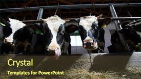  Presentation with dairy farm - Beautiful slides featuring angle portrait of two cow backdrop and a tawny brown colored foreground