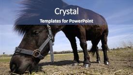  Presentation with wide - Presentation theme consisting of angle shot of pony horse background and a  colored foreground