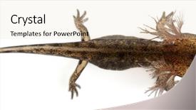  Presentation with larva - Colorful slides enhanced with angle view of fire salamander backdrop and a lemonade colored foreground