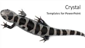  Presentation with ambystoma - Audience pleasing presentation consisting of angle view of marbled salamander backdrop and a white colored foreground