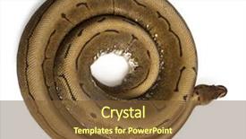  Presentation with royal - Audience pleasing slides consisting of angle view of spinner python backdrop and a tawny brown colored foreground