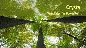  Presentation with low angle view of hockey - Audience pleasing PPT theme consisting of angle view of tall tree backdrop and a tawny brown colored foreground