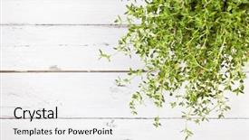  Presentation with thyme - Presentation theme featuring angle view of thyme plant background and a white colored foreground