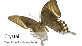  Presentation with indonesia - Colorful presentation enhanced with angled bottom view of a swallowtail or birdwing butterfly papilio blumei fruhstorferi from the papilionidae family originating in indonesia isolated on a white background backdrop and a white colored foreground
