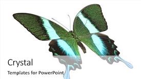  Presentation with indonesia - Presentation design having angled top view of a swallowtail or birdwing butterfly papilio blumei fruhstorferi from the papilionidae family originating in indonesia isolated on a white background background and a white colored foreground