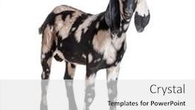  Presentation with white - Presentation theme with anglo-nubian-goat-or-nubian background and a white colored foreground