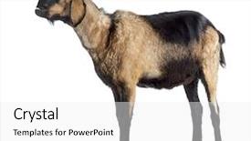  Presentation with jaw - Beautiful theme featuring anglo-nubian goat backdrop and a white colored foreground
