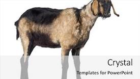  Presentation with jaw - Colorful slide deck enhanced with anglo-nubian goat backdrop and a white colored foreground