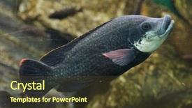  Presentation with freshwater fish - Presentation theme featuring angolan tilapia oreochromis angolensis freshwater background and a tawny brown colored foreground