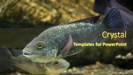  Presentation with freshwater fish - PPT theme with angolan-tilapia-oreochromis-angolensis-freshwater background and a tawny brown colored foreground