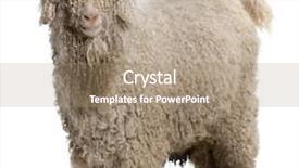  Presentation with cartoon goat - Presentation theme with angora goat in front background and a coral colored foreground