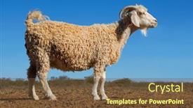  Presentation with goat farm - Amazing presentation theme having angora-goat-on-a-rural backdrop and a tawny brown colored foreground