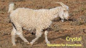  Presentation with goat farm - Cool new theme with angora goat on a rural backdrop and a tawny brown colored foreground