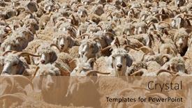  Presentation with rural - Theme enhanced with angora-goats-crammed background and a coral colored foreground