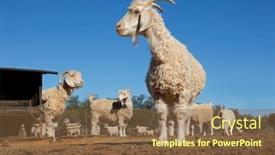  Presentation with rural - Presentation consisting of angora-goats-in-a-paddock background and a tawny brown colored foreground