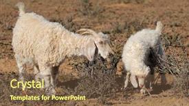  Presentation with farm land black aberdeen angu - Audience pleasing presentation consisting of angora goats on a rural backdrop and a tawny brown colored foreground