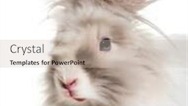  Presentation with rabbit - Presentation theme consisting of angora rabbit close up background and a soft green colored foreground