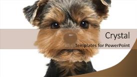  Presentation with camera - Cool new PPT theme with angry - close-up of a yorkshire terrier backdrop and a coral colored foreground