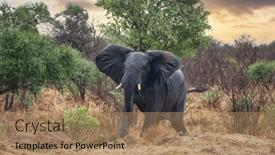  Presentation with displaying - Slide set featuring angry-african-elephant-displaying-threatening and a coral colored foreground