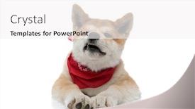  Presentation with angry - Presentation with angry-akita-inu-growling background and a white colored foreground