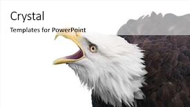  Presentation with eagle - Audience pleasing PPT layouts consisting of angry birds - bald eagle calling backdrop and a white colored foreground