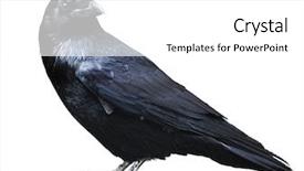  Presentation with raven black - Beautiful presentation theme featuring angry birds - black raven bird isolated backdrop and a white colored foreground