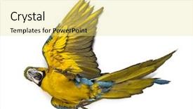  Presentation with blue yellow - Beautiful slides featuring angry birds - blue-and-yellow macaw lying on his backdrop and a yellow colored foreground