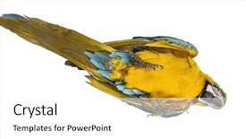  Presentation with blue and yellow - Theme enhanced with angry birds - blue-and-yellow macaw lying on his background and a  colored foreground